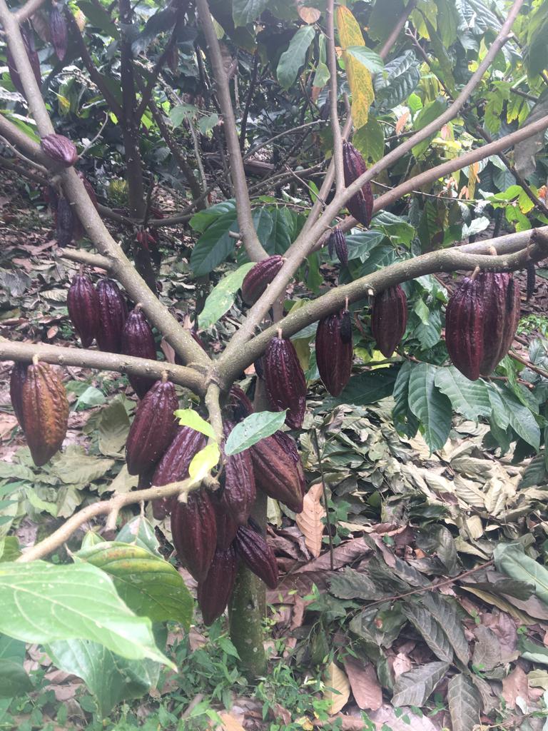 Cocoa growing with Afriswe