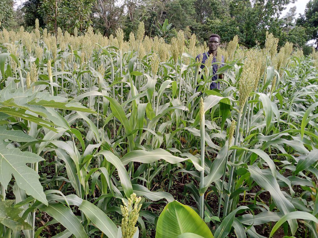 Sorghum project under afriswe
