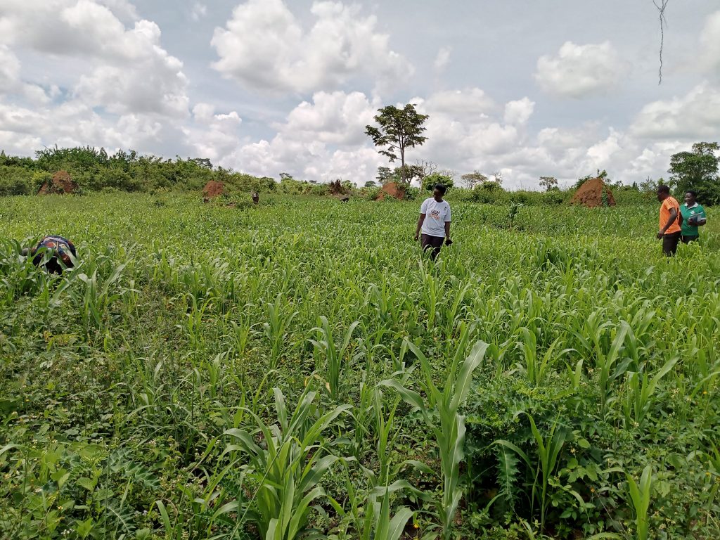 Maize growing project under Afriswe